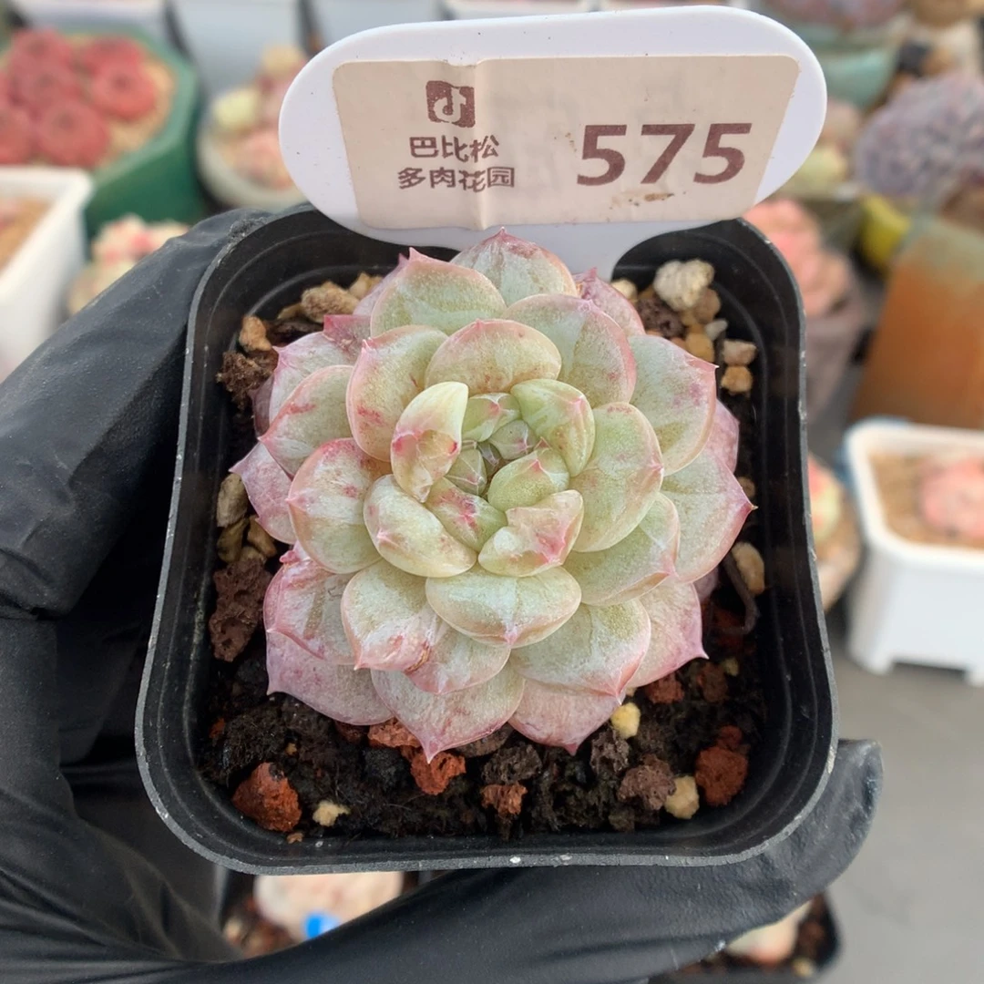 575 冰魄石化多肉多肉