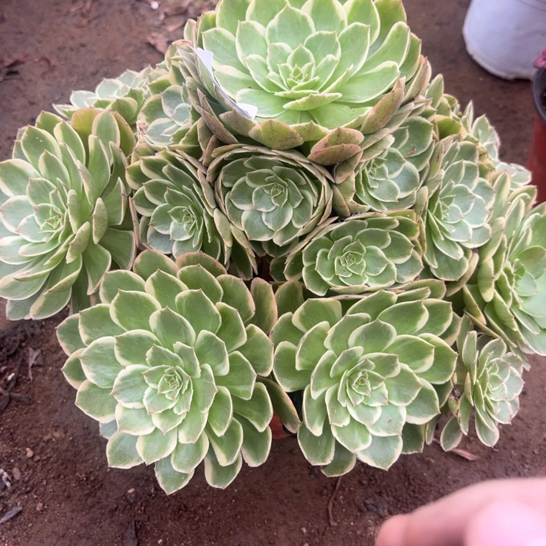 鲁***青多肉法师粉花妖348