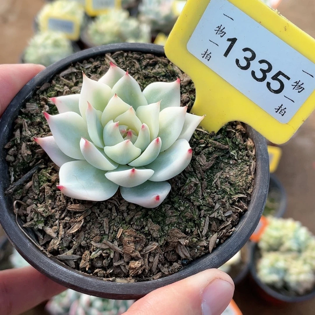 【闪购商品】1335号