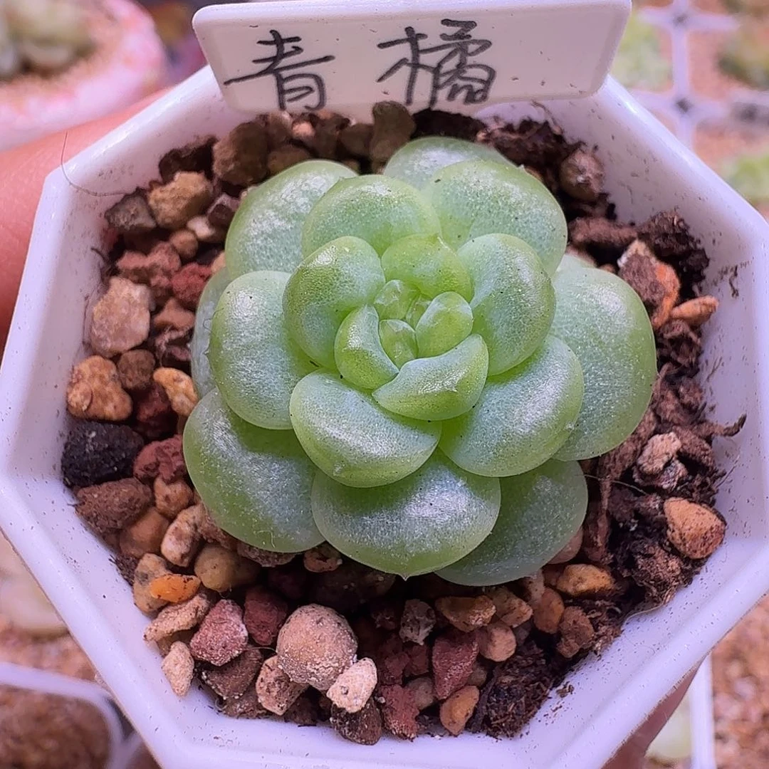青橘多肉一物一拍