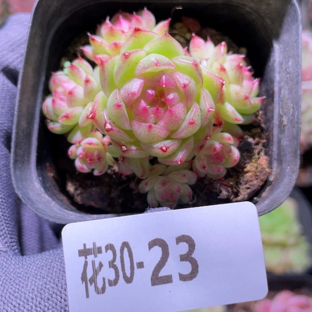 花利美30-23麦秆群