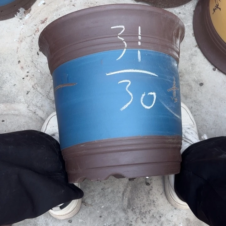 花盆紫砂紫砂的花