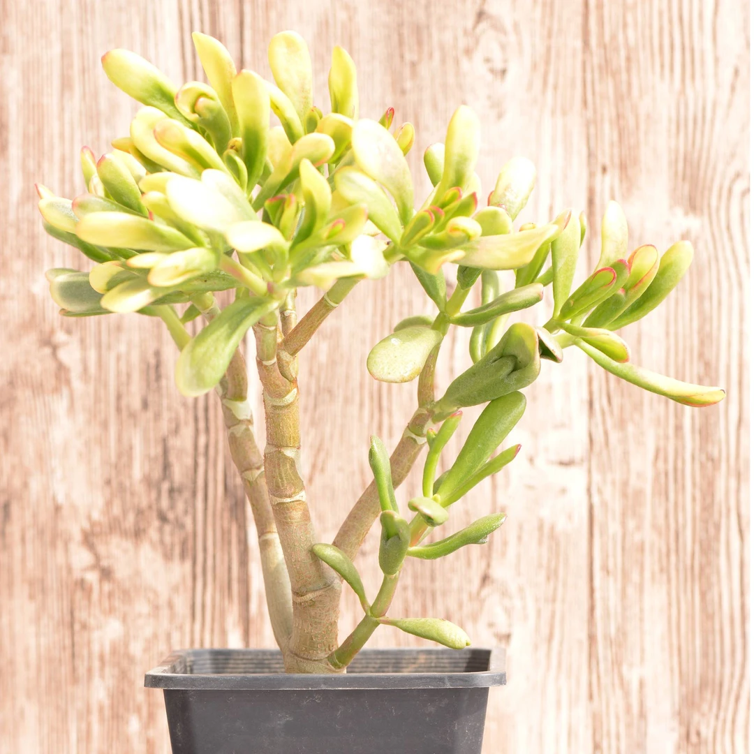 直播间专属黄金吸财树农场自发全场满28包邮发货（不够请凑单）