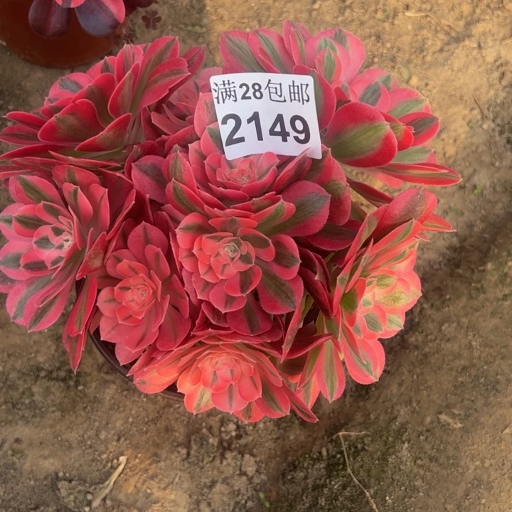 2149女巫多肉植物