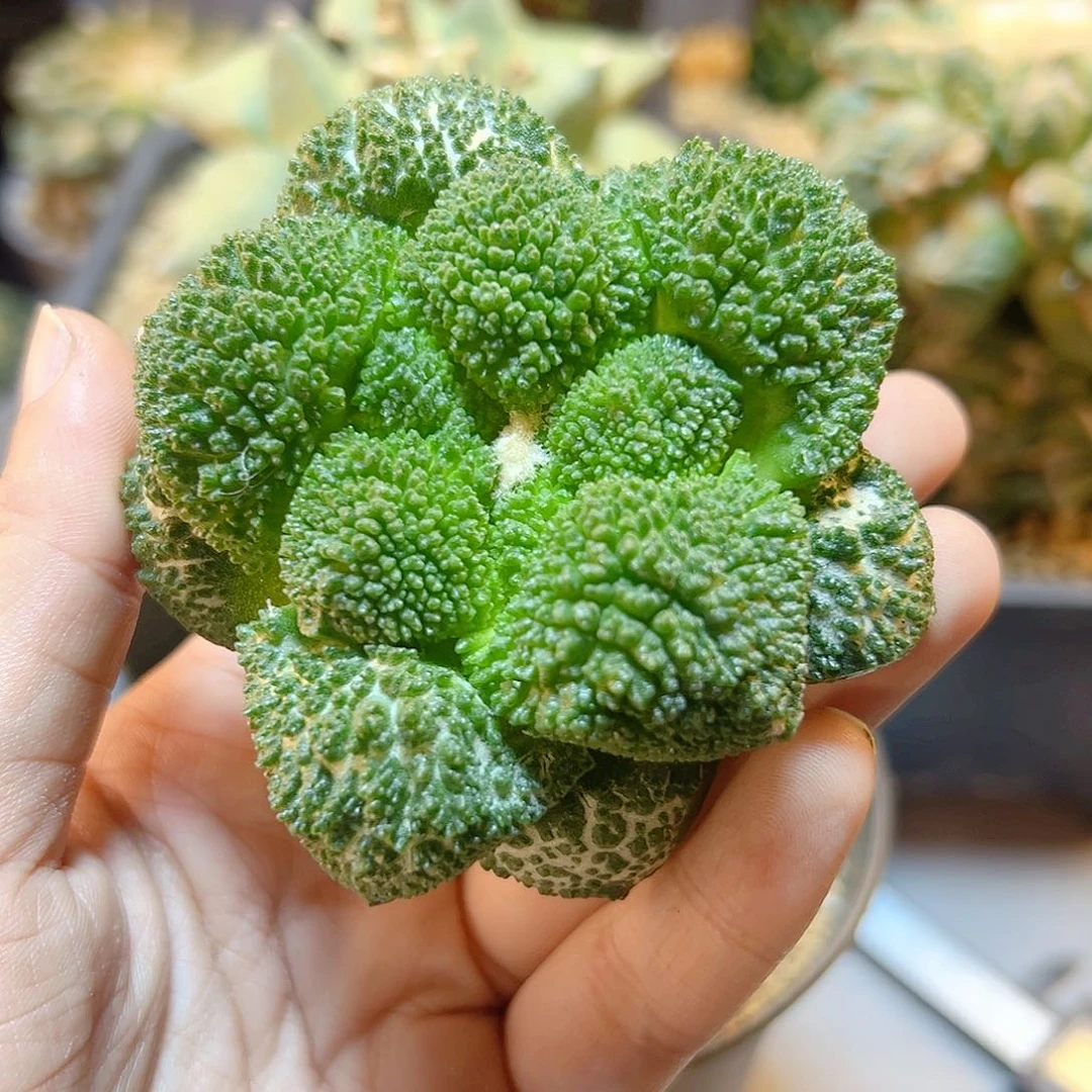 晚28号苗接哥斯拉牡丹7.8公分无根
