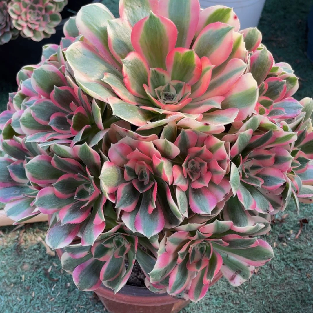 761粉女郎精品法师老桩