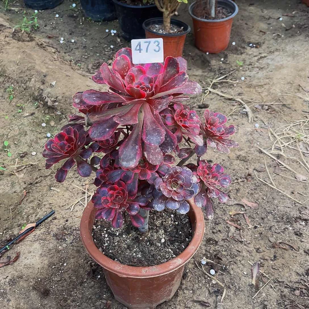轻*丽娜一物一拍473