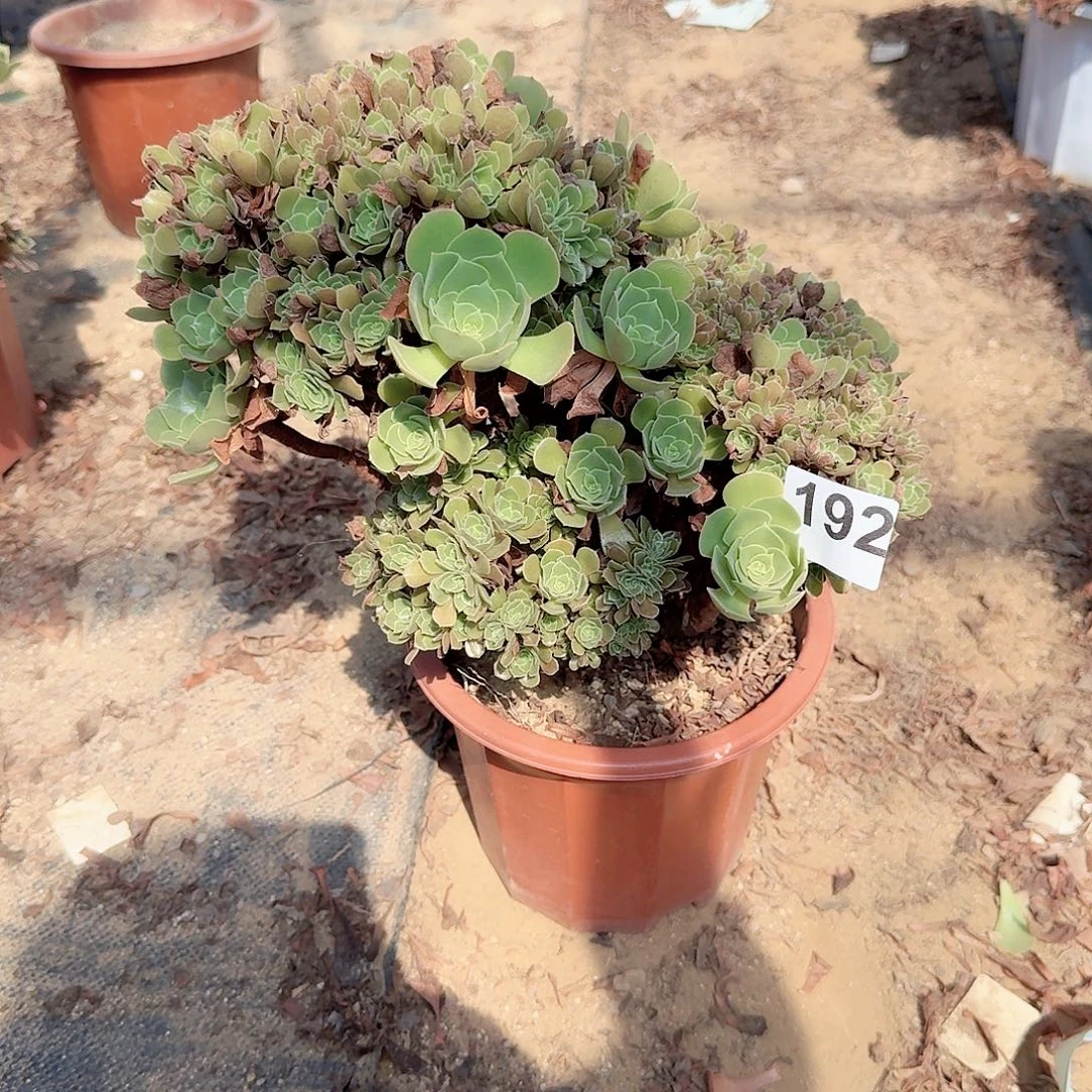 192玫瑰朵朵一颗呀呀