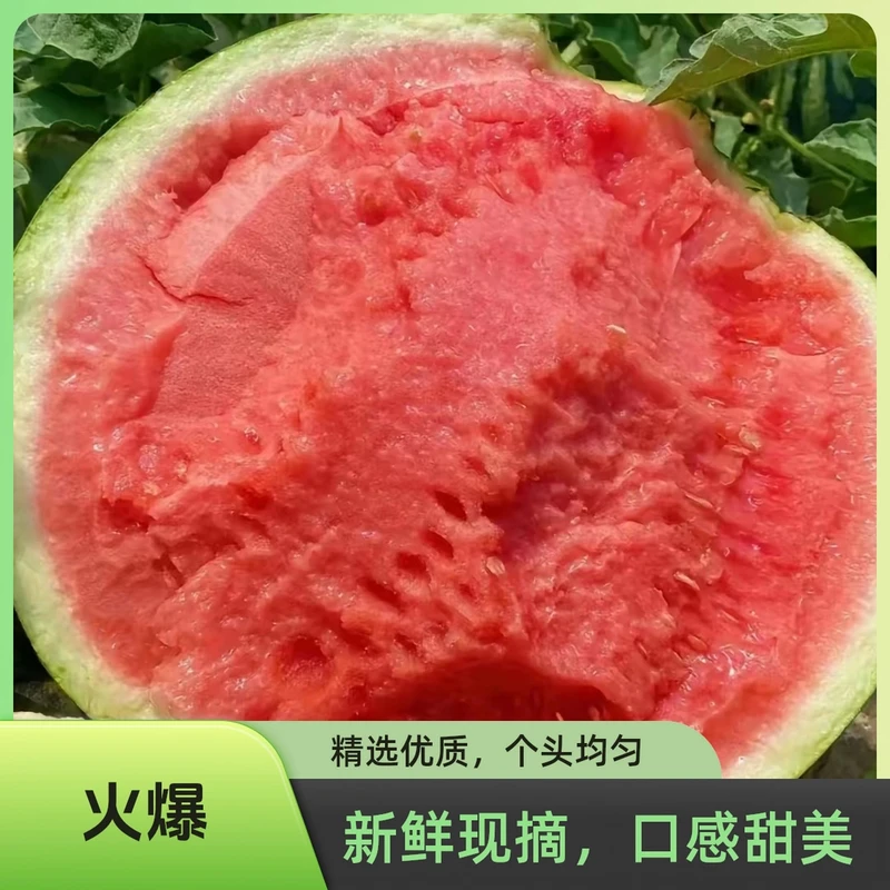 【天志甄选】8424冰糖麒麟西瓜美都无籽皮薄多汁当季西瓜脆甜自然数