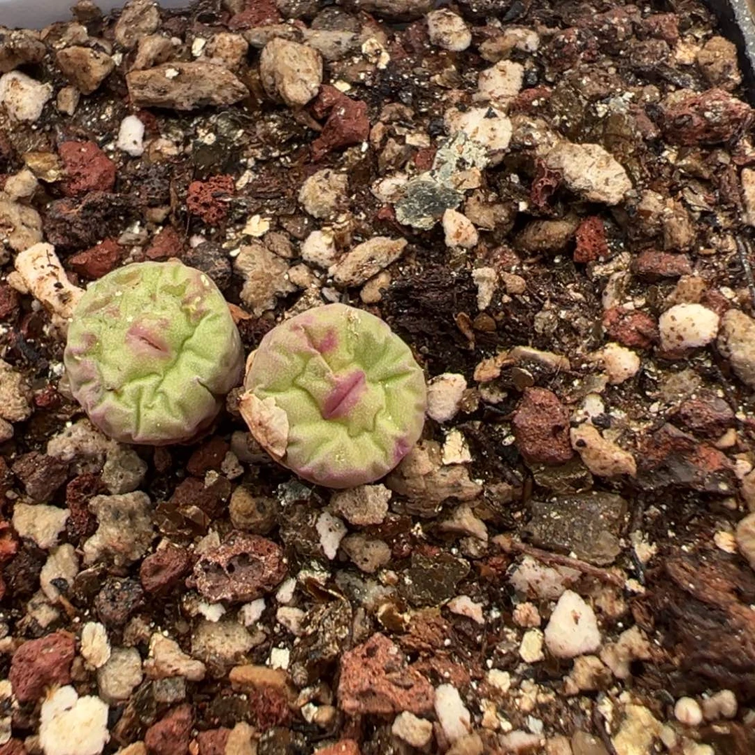 17-02一图一物红嘴多肉植物