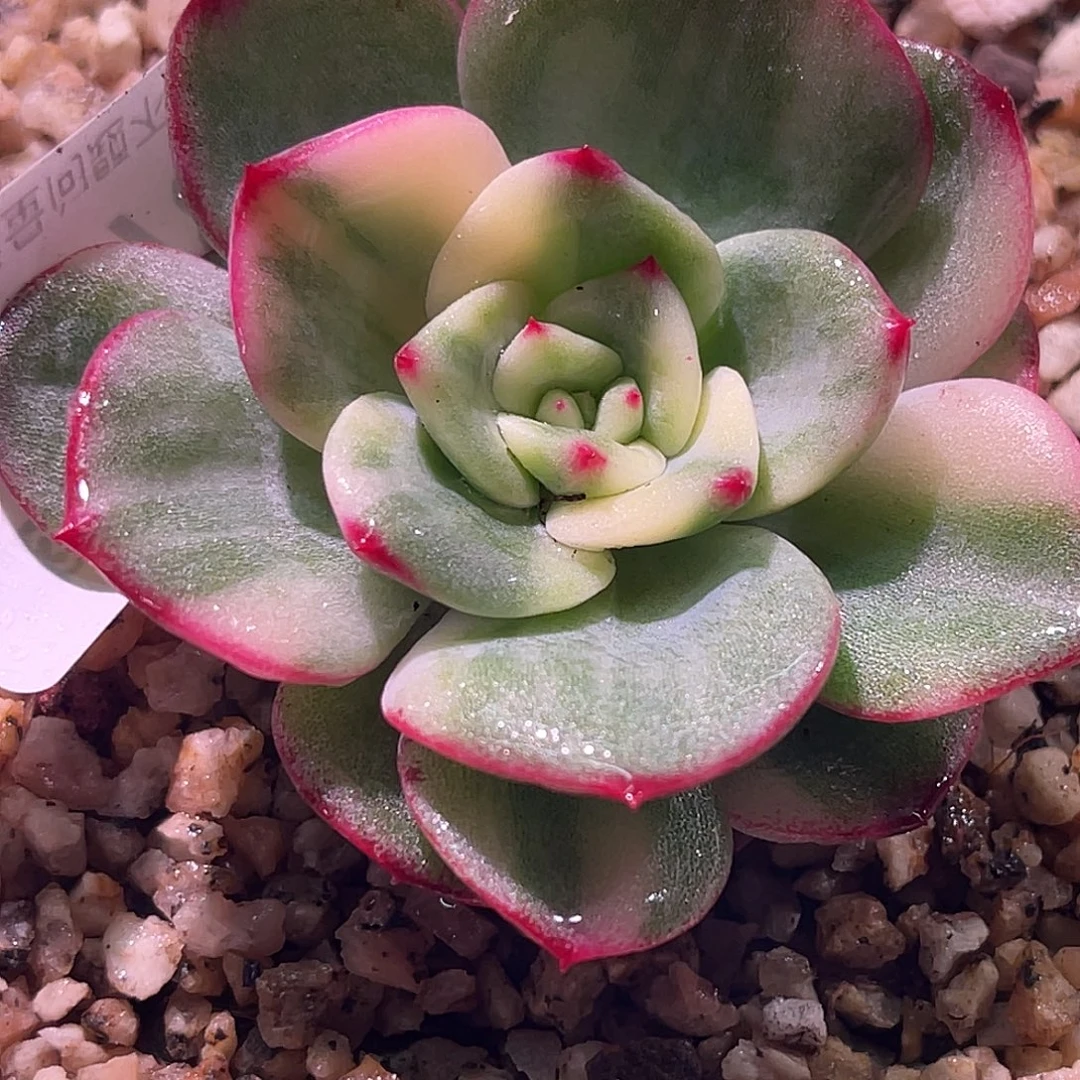 尚品园艺福利锦有须根8578