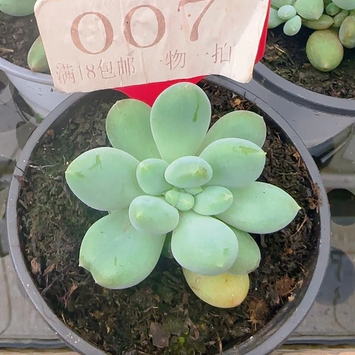 海豚体哥特007多肉植物