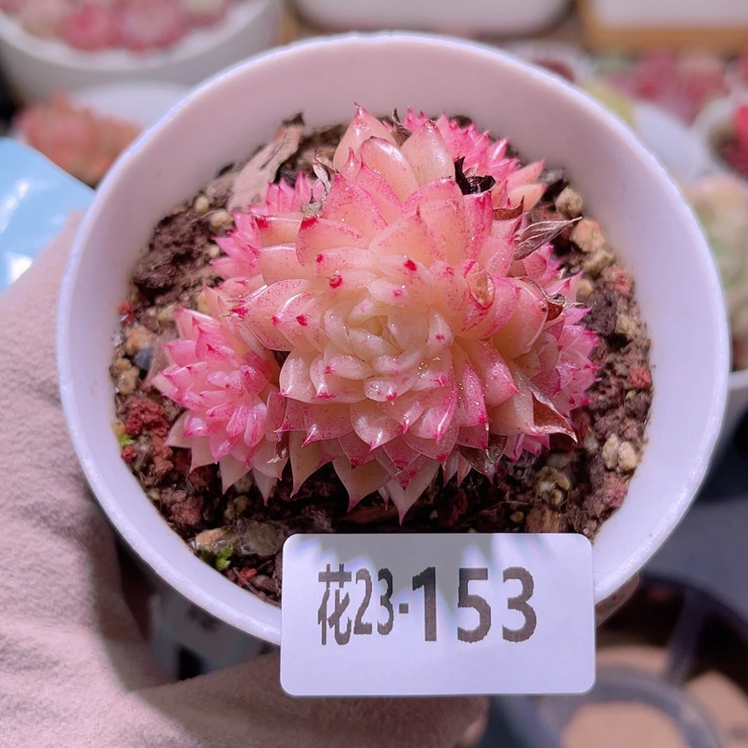 花利美23-153麦秆群