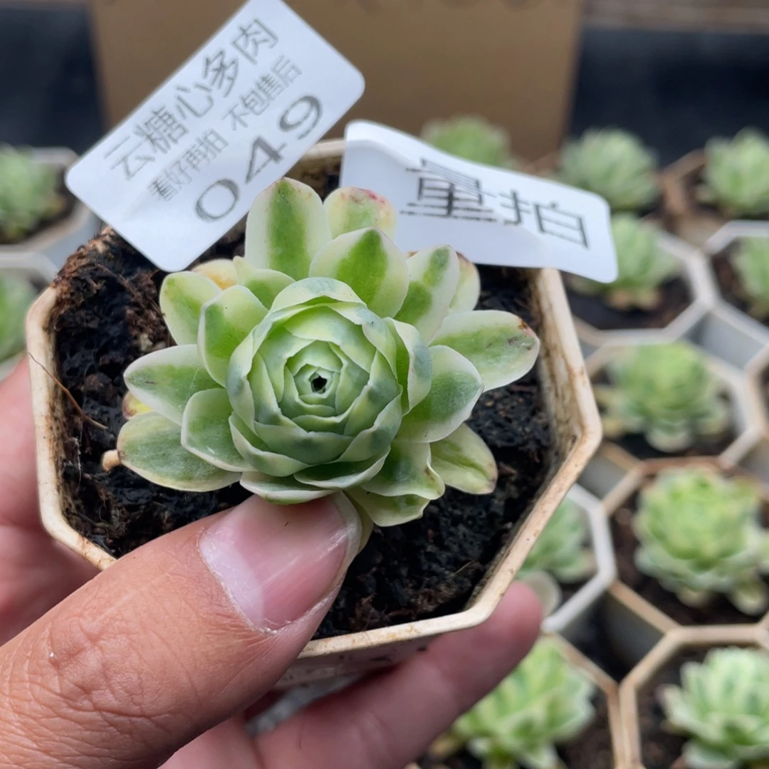 云糖心多肉植物49