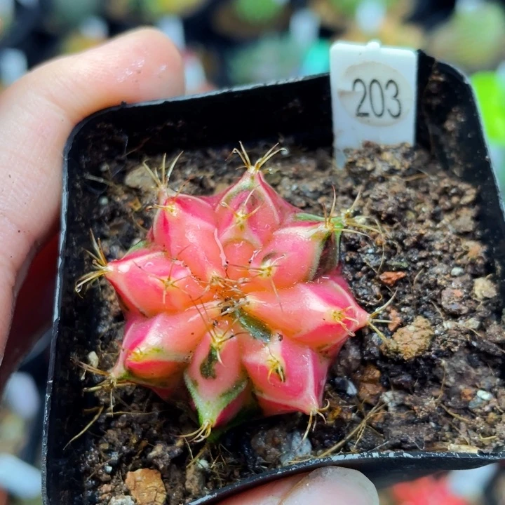 非偏远地区满25包邮仙人球