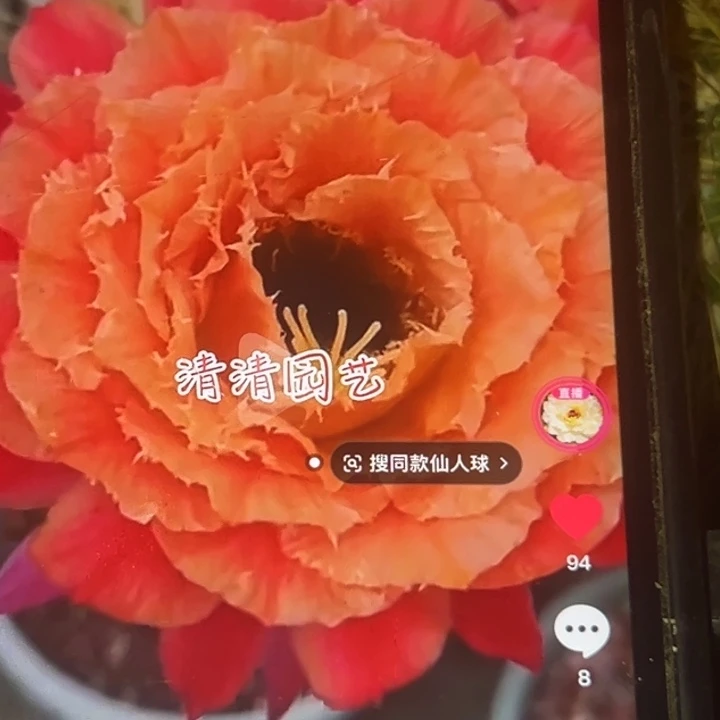 清清3-58侧牙瑕疵黑点