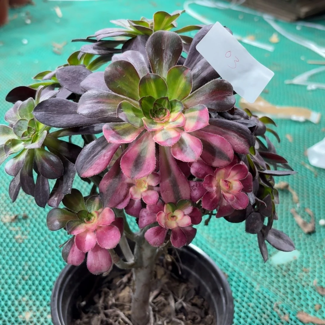 03丽娜阴阳多肉植物法师