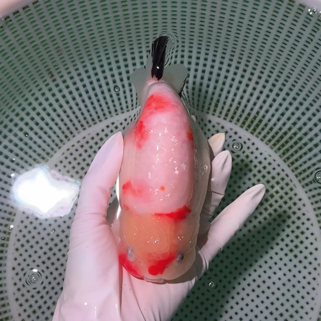 金鱼类不分公母16