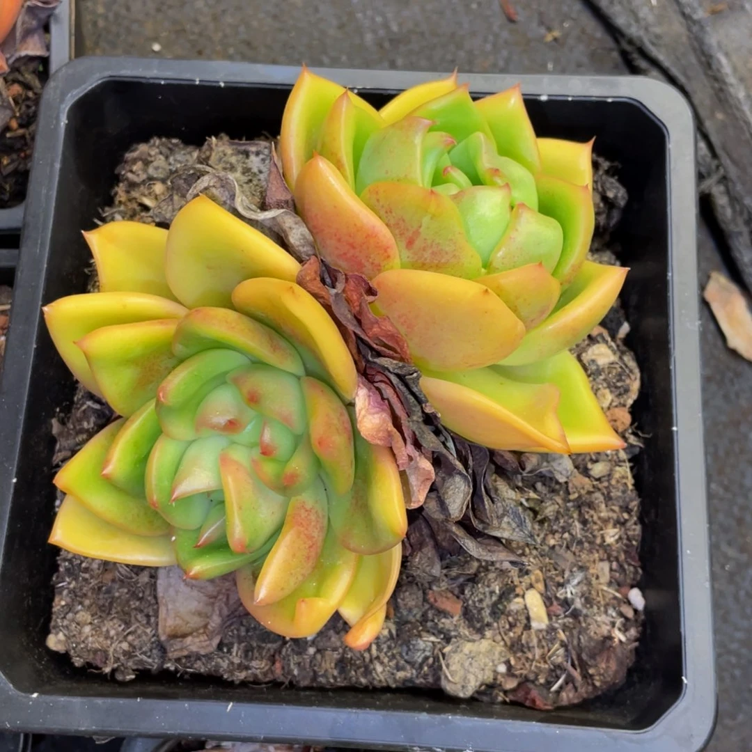 梅***子多肉植物盆栽多肉