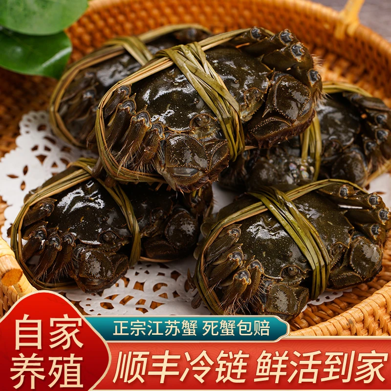 【活蟹】江苏清水全母大闸蟹 3.1-2.8两8只螃蟹 顺丰包邮