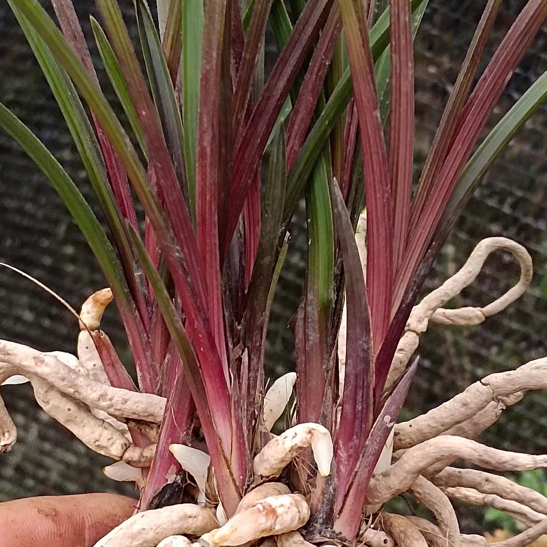 惠兰品种  红草  红香妃