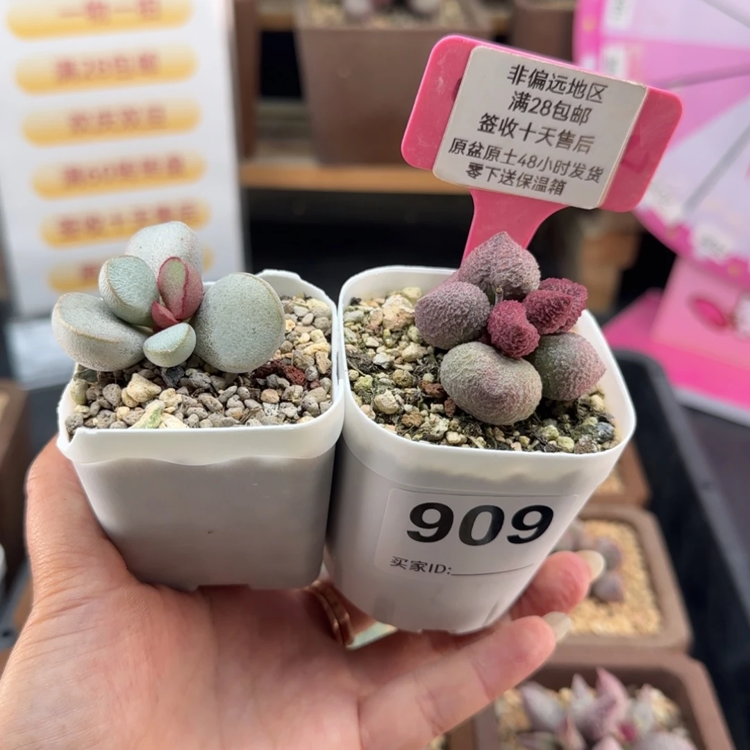 909水蜜桃20白雪公主10多肉植物