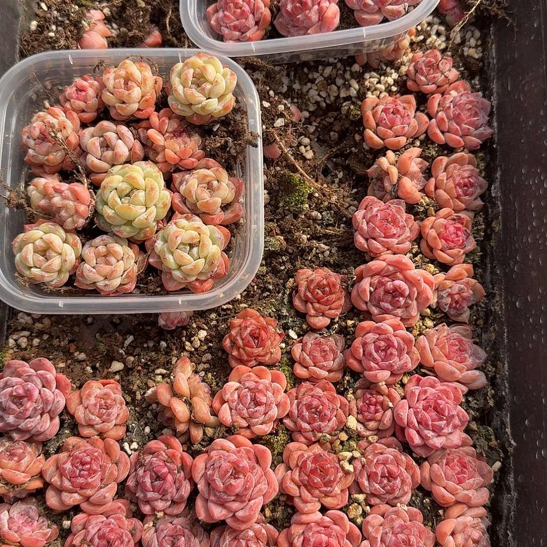 混合糖心正方形切糕（量拍）