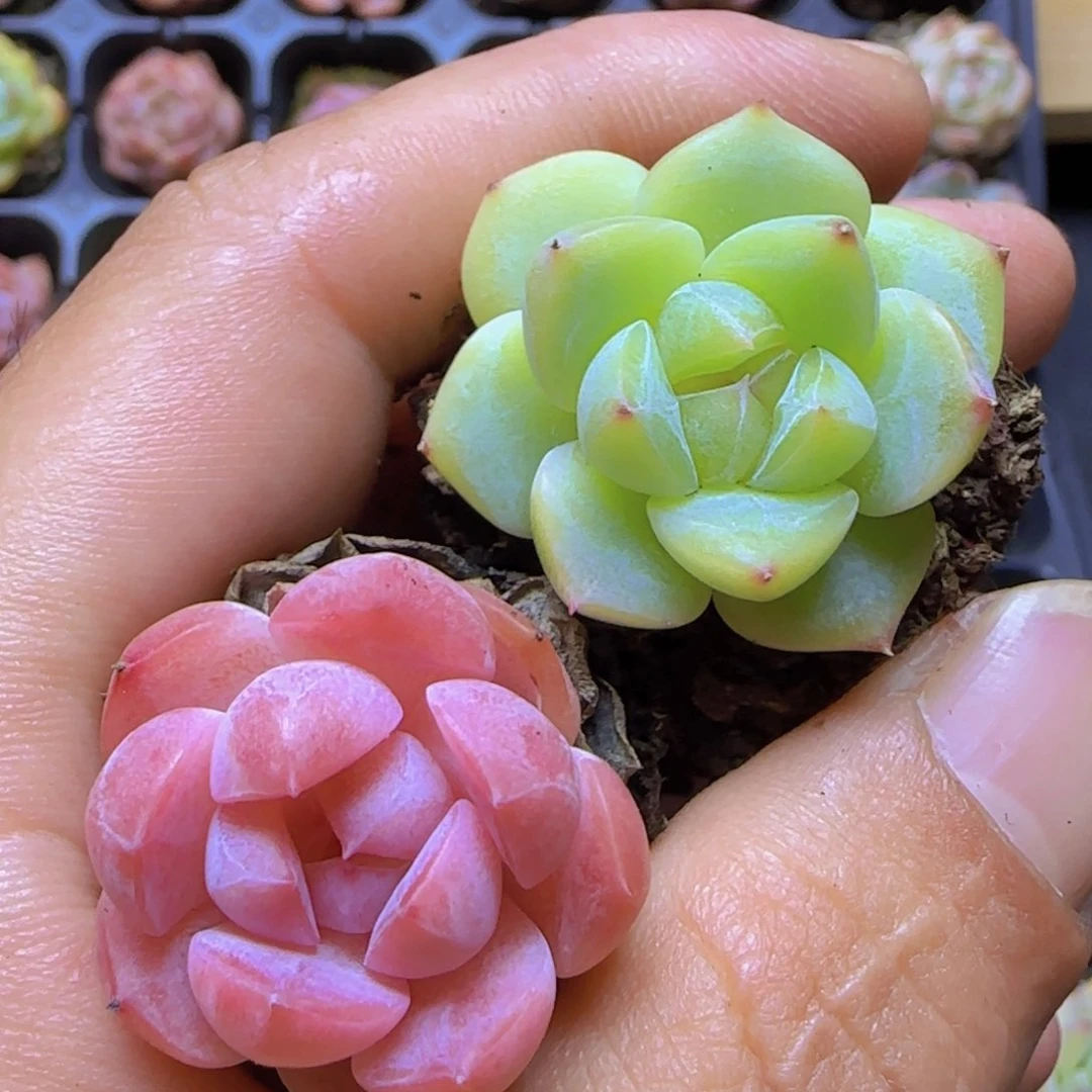 平***彩精控杂交一物一拍