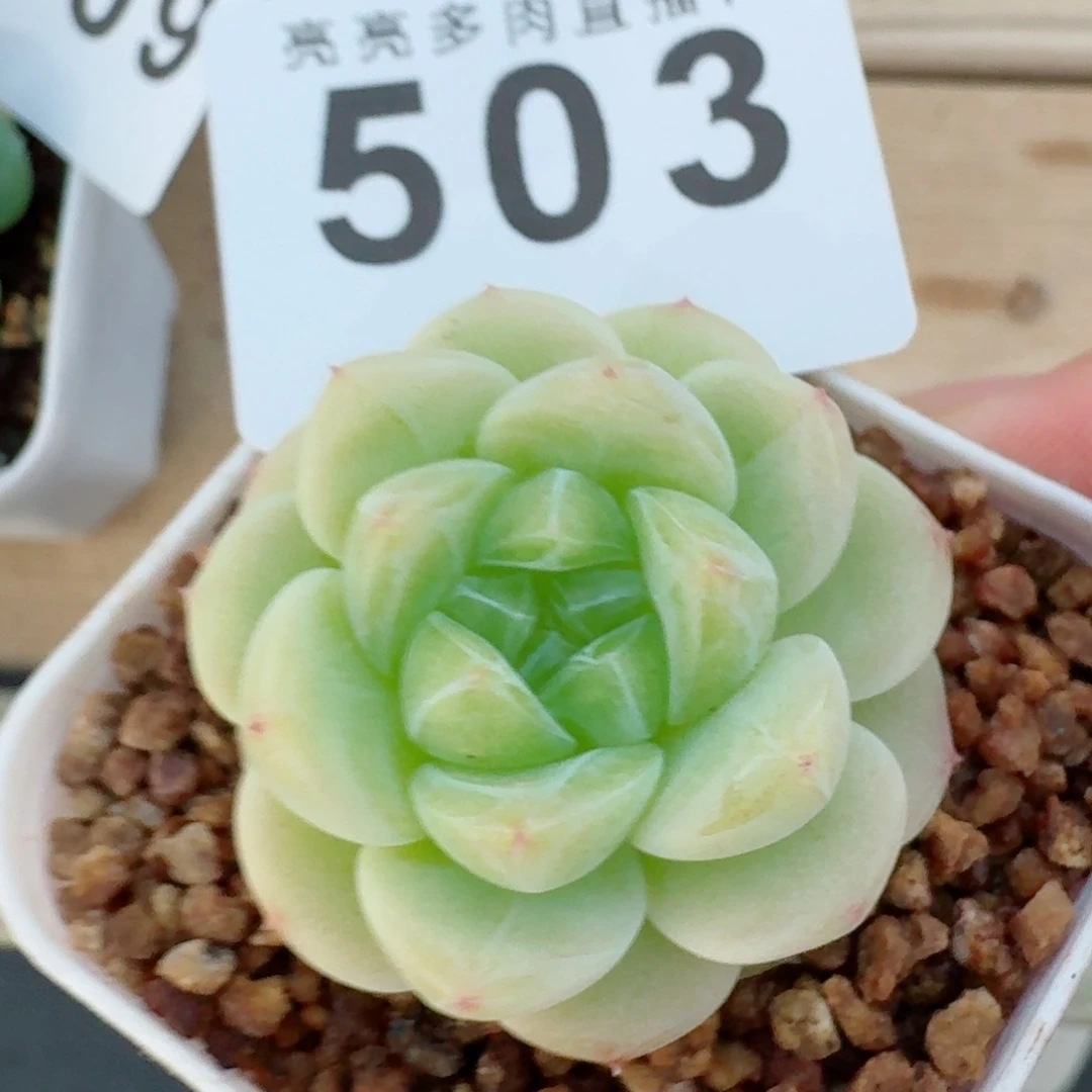 白体财富            精美多肉植物