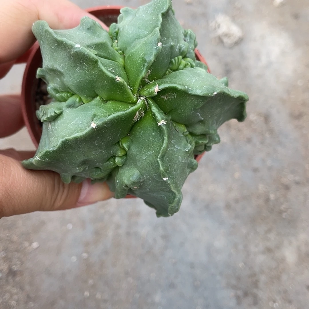 仙人球实生核桃鸾凤玉