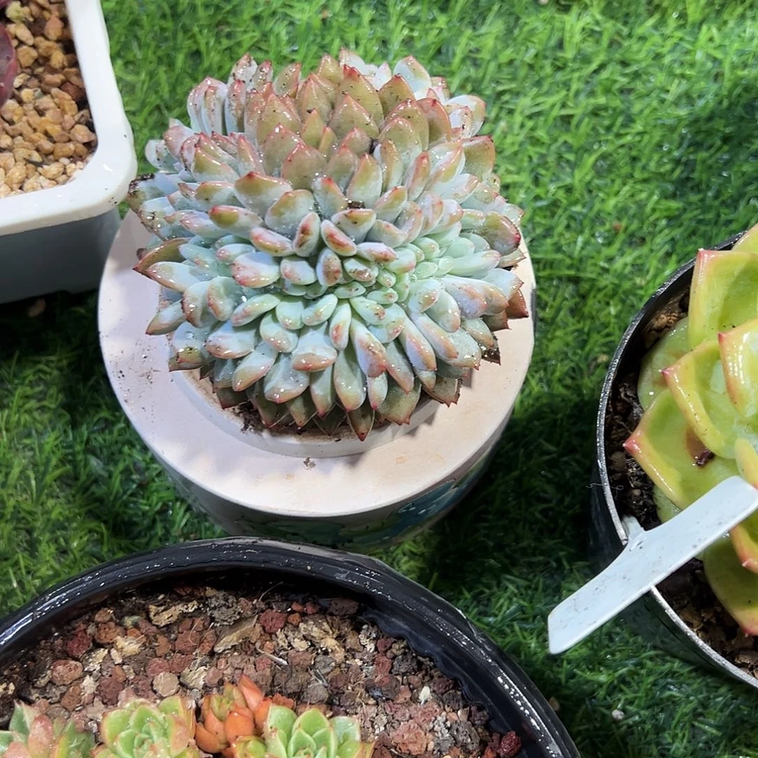 小***儿星影缀化多肉植物