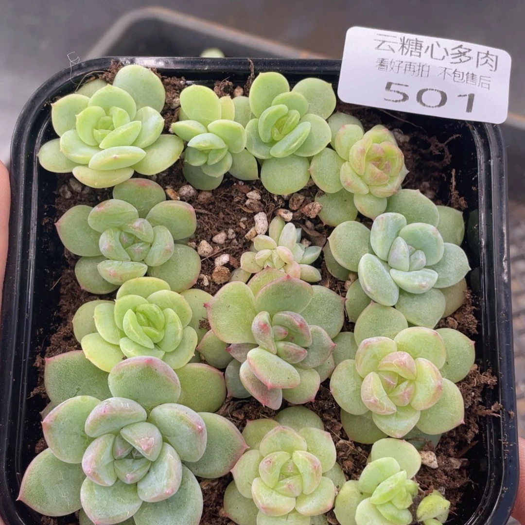 云糖心多肉植物501