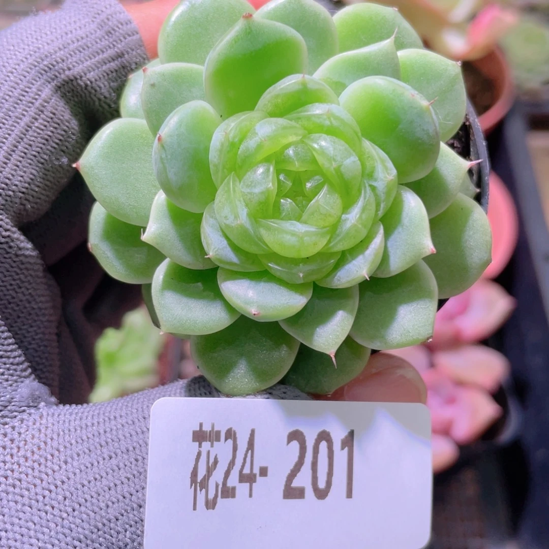 花利美24-201霜雪
