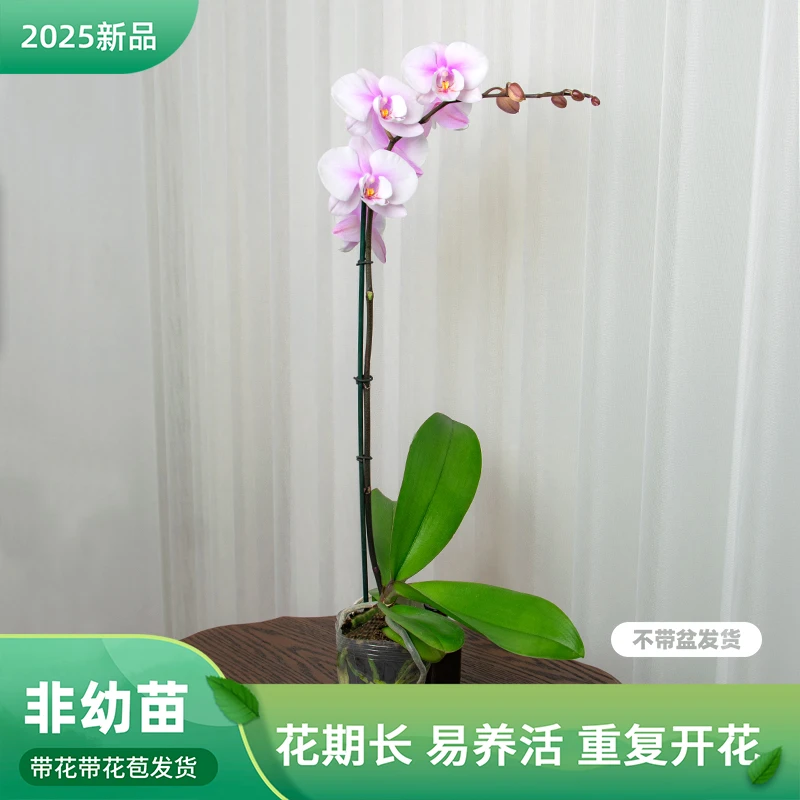 精品鲜花蝴蝶兰【阿尔提亚】室内大花 盆栽花卉 开花带花苞
