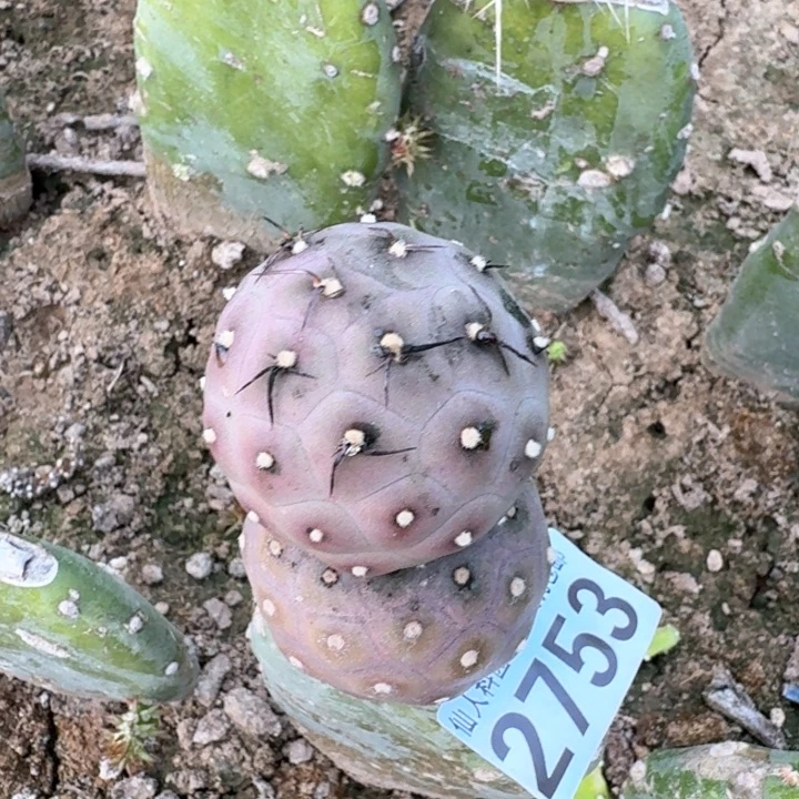 2753紫皮特圆习仙人球