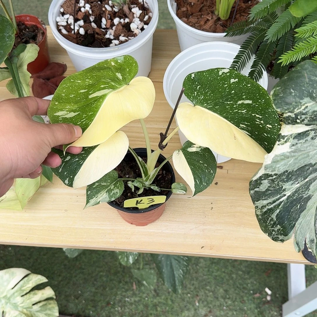 无花朵天*正阴阳洒金K3
