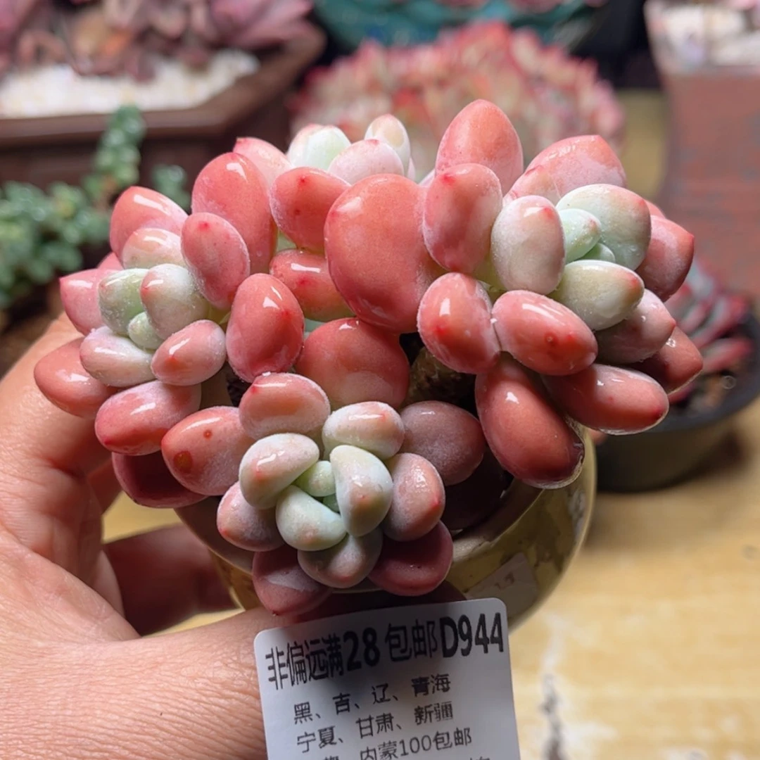 【闪购商品】944红洛神