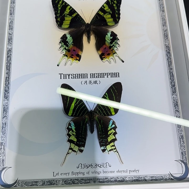 5***H太阳蛾蝴蝶标本对蝶