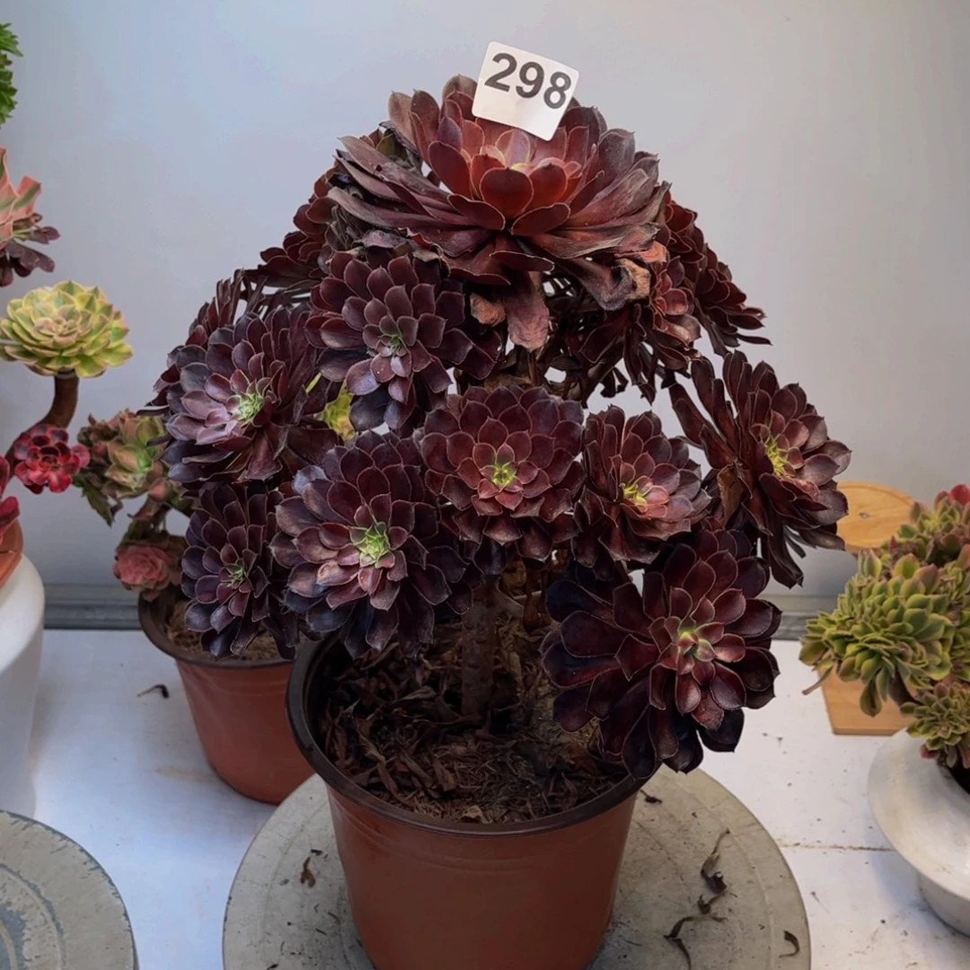 多肉植物黑铜壶298