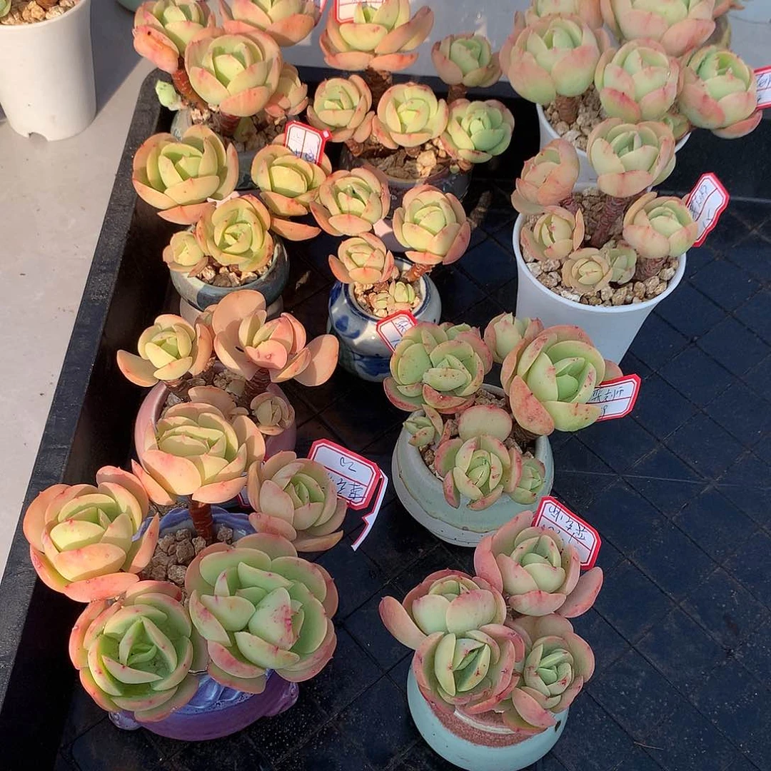 心****师鸡蛋碧桃多肉10颗