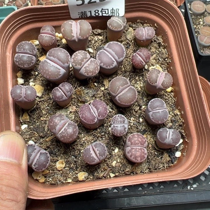 【闪购商品】 523。