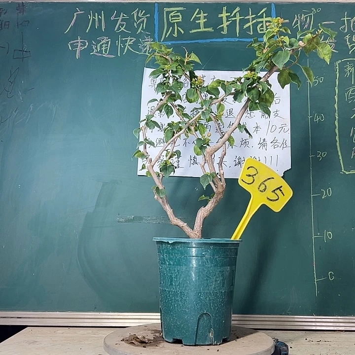 当前无花栽培后可以开花 暗斑丽人 原生小树头  365