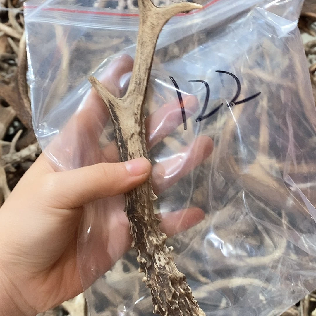 鹿角鹿角鹿角鹿角鹿