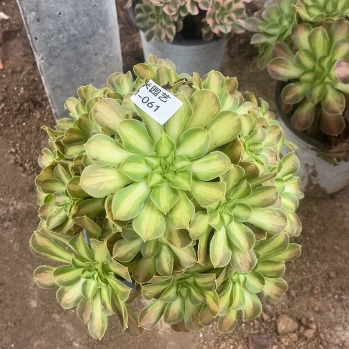 韶华多肉植物061手捧