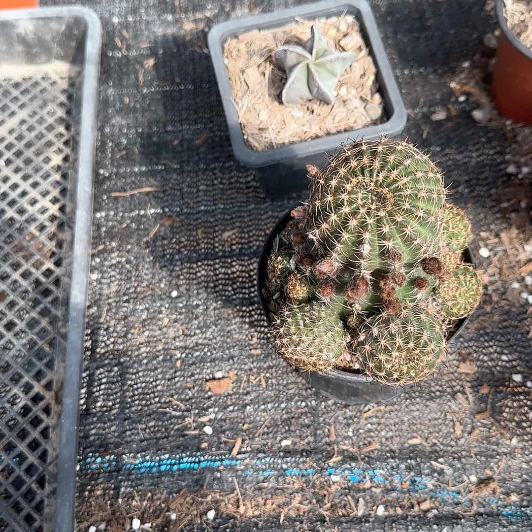 丽花开花机器多肉植物