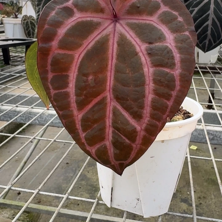 完全开放17号绝紫