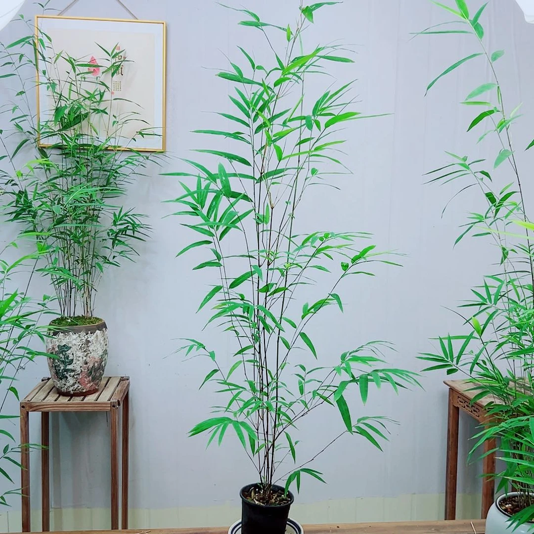 不开花植物内门竹