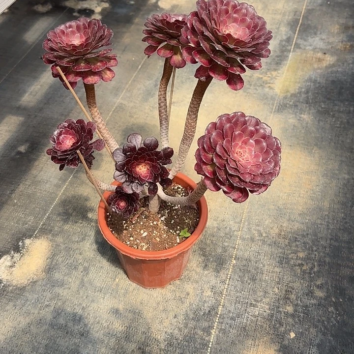 @***@法师多肉植物月婵