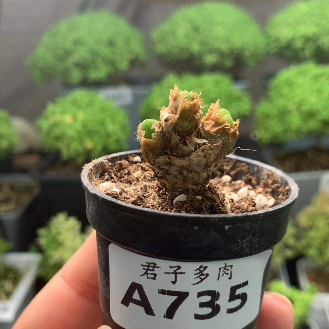 735碧光环。