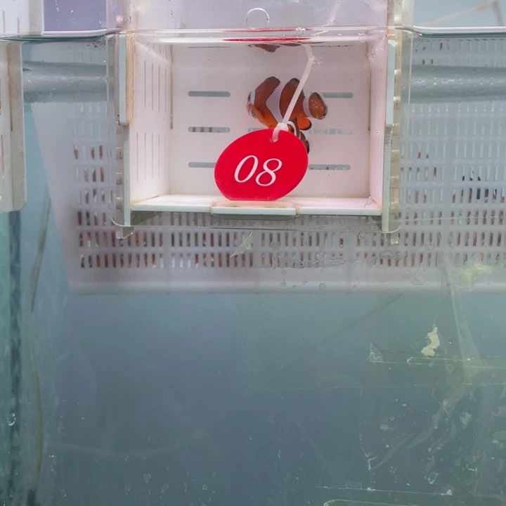 海水鱼精品黑边2条4-5